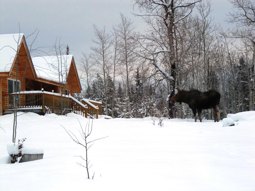 Eagle Bear Lodge Tatla Lake Exterior photo